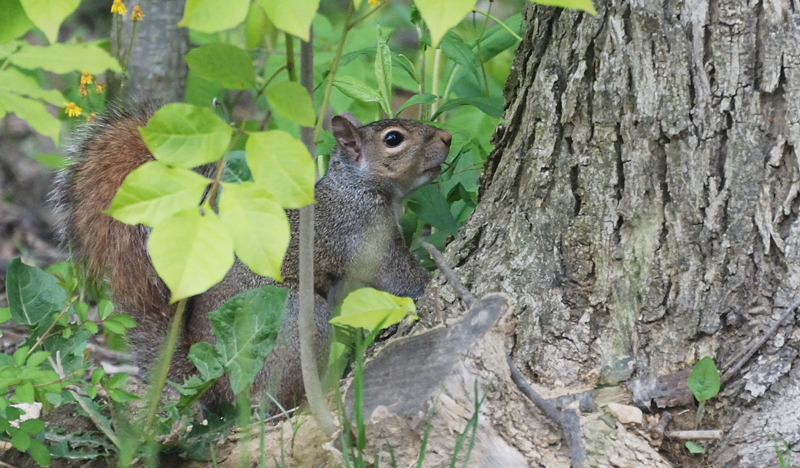 GreySquirrel_2577