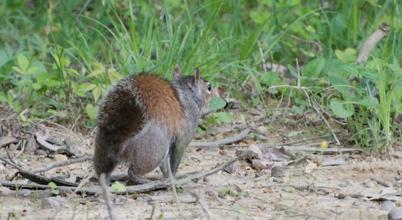 GreySquirrel_2595