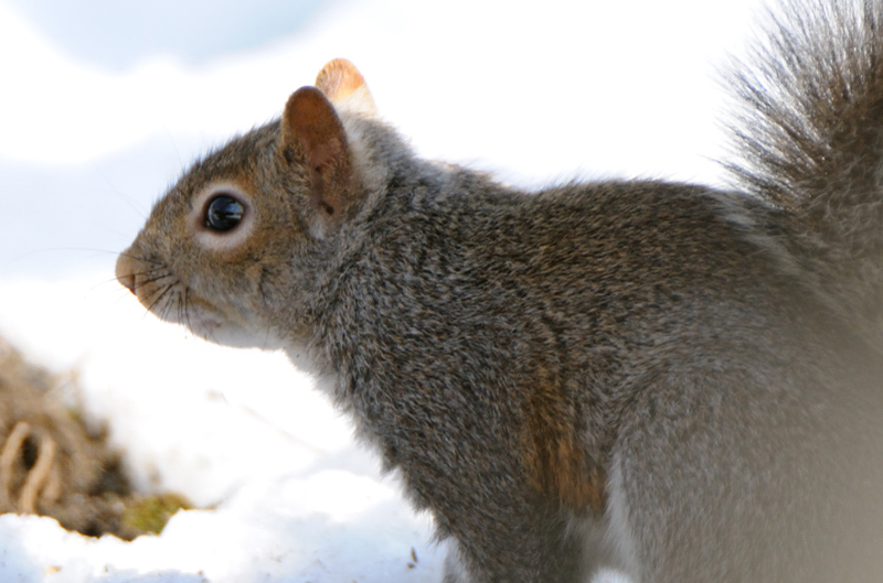 GreySquirrel_3609