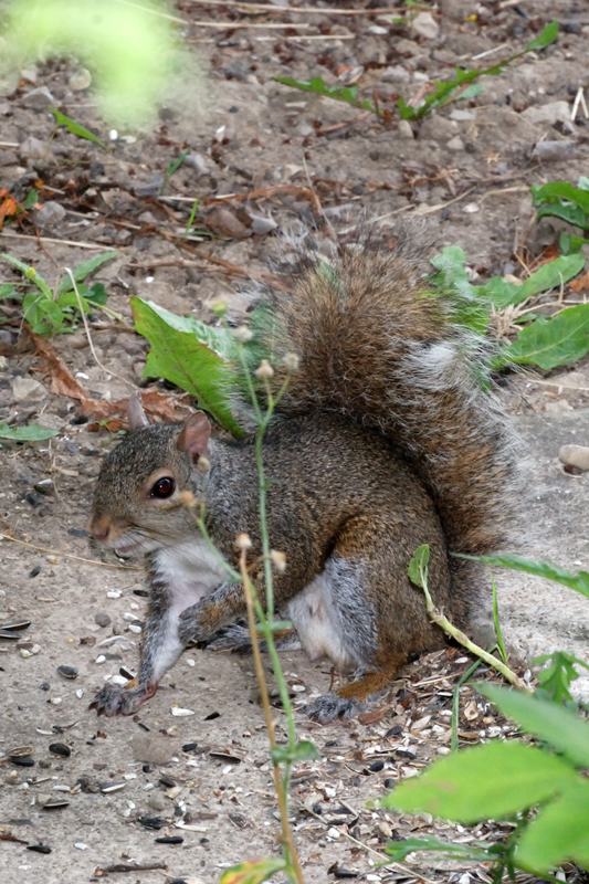 GreySquirrel_5776