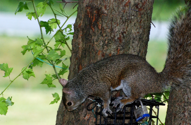 GreySquirrel_5781