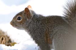 GreySquirrel_3609