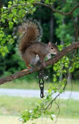 GreySquirrel_5803