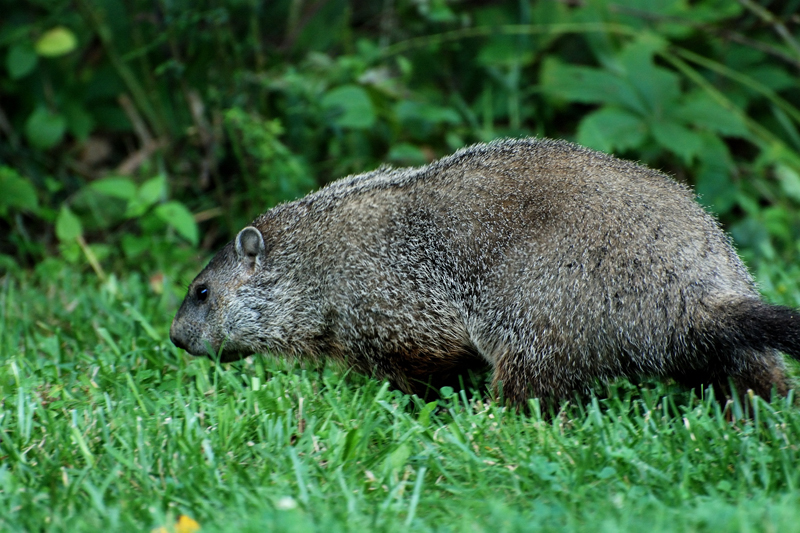 Groundhog_1739