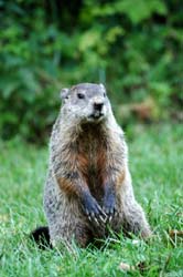 Groundhog_1730