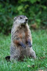 Groundhog_1732