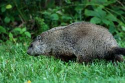 Groundhog_1739