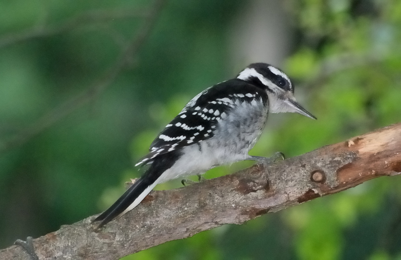 HairyWoodpecker_6441