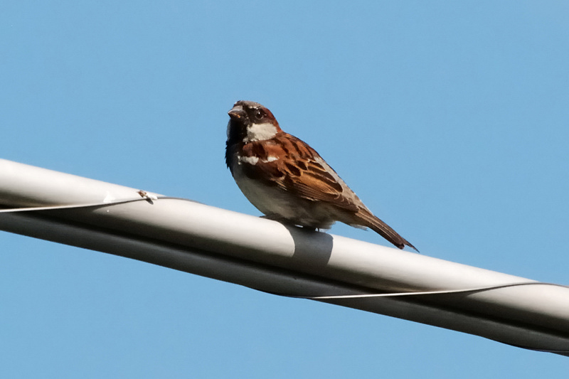 HouseSparrow_8838sm