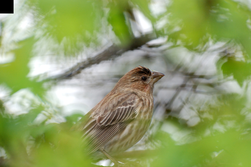 HouseFinch_1631