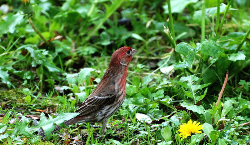 HouseFinch_1639