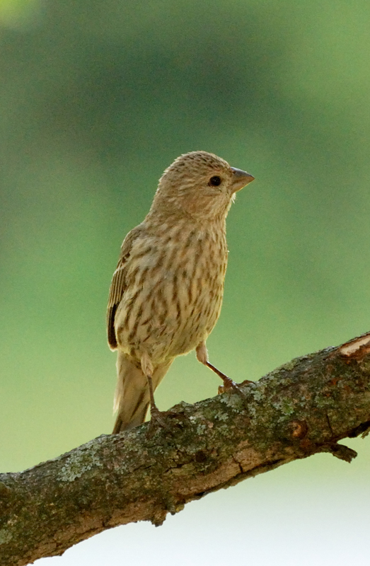 HouseFinch_4754_Juvenile