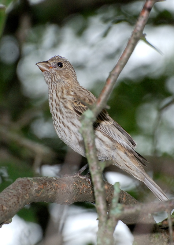 HouseFinch_6509