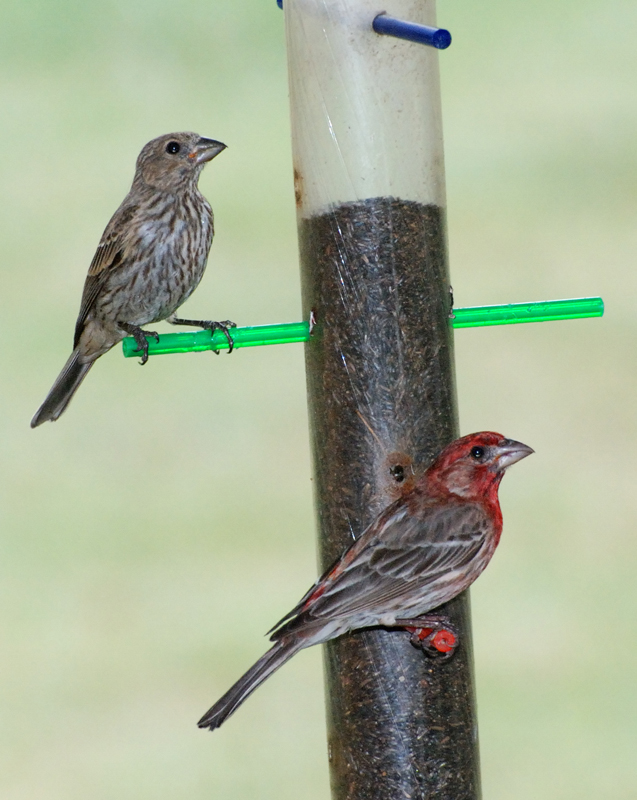 HouseFinch_6535