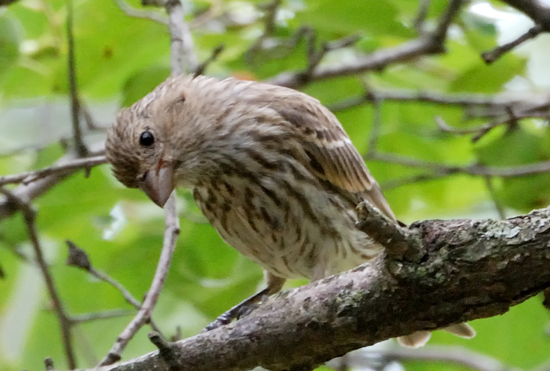 HouseFinch_8918