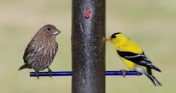 Goldfinch&HouseFinch_6497