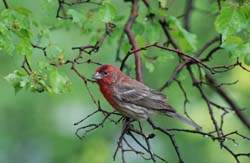 HouseFinch_1655