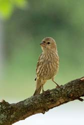 HouseFinch_4749_Juvenile