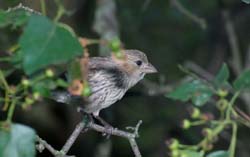 HouseFinch_6536