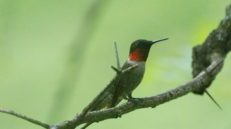 Hummingbird_2158a