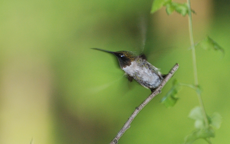 Hummingbird_2947