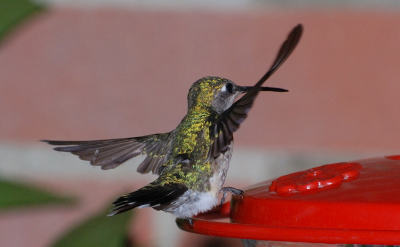 Hummingbird_4327