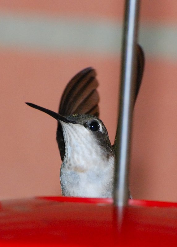 Hummingbird_4331