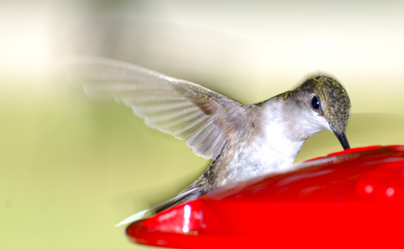 Hummingbird_4818