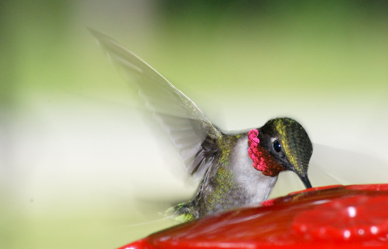 Hummingbird_4873