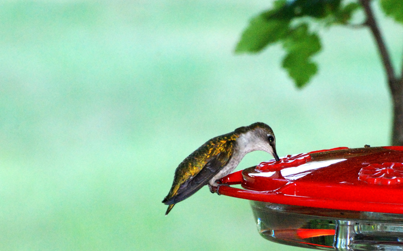 Hummingbird_6749