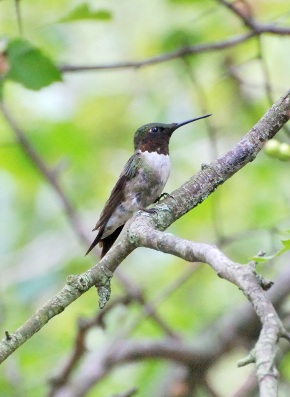 Hummingbird_8195