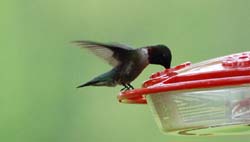 Hummingbird_2161a