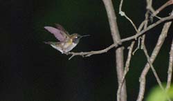 Hummingbird_2402