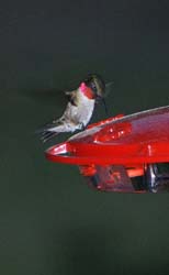 Hummingbird_2403