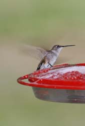 Hummingbird_2937