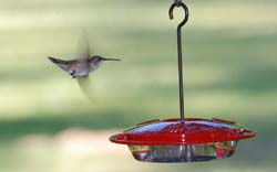 Hummingbird_4290