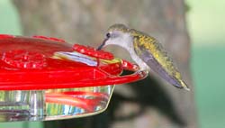 Hummingbird_4301