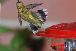 Hummingbird_4304