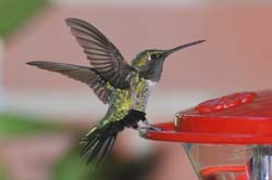 Hummingbird_4318