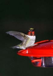 Hummingbird_4328