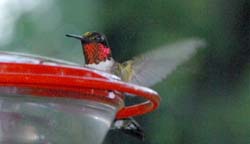 Hummingbird_4468