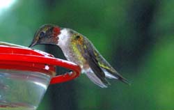 Hummingbird_4479