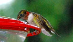 Hummingbird_4484