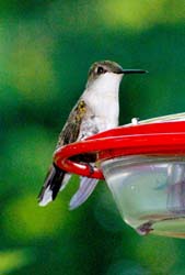 Hummingbird_4500