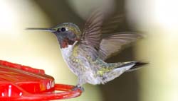 Hummingbird_4819