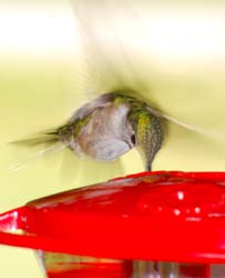Hummingbird_4824