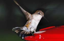 Hummingbird_4939