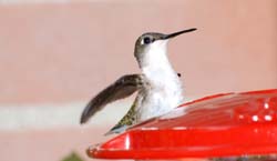 Hummingbird_5748