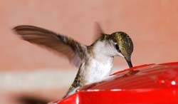 Hummingbird_5750