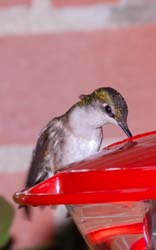 Hummingbird_5761